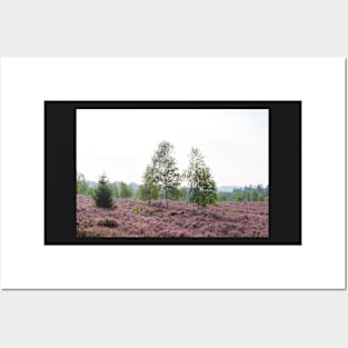 Heathland, morning mist, heather bloom, Niederhaverbeck Posters and Art